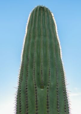 Saguaro