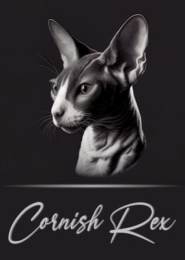 Cornish Rex Portrait