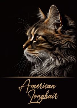 American Longhair Portrait