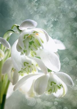 White snowdrops flowers