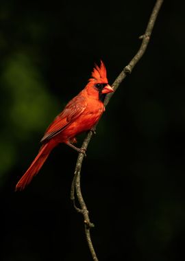 Portrait Northern Cardinal