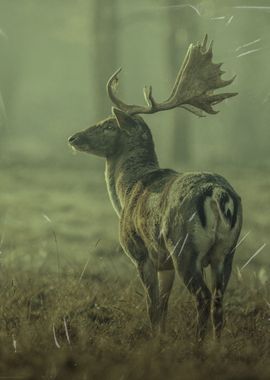 Wild Deer