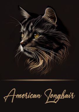 American Longhair