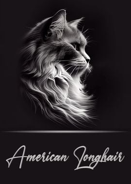 American Longhair Portrait