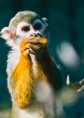 Monkey Having a Snack