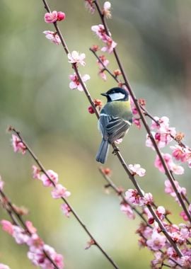 Great Tit