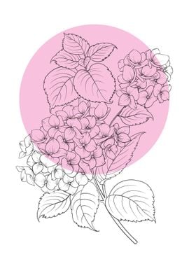 Hydrangea Line Art Flower