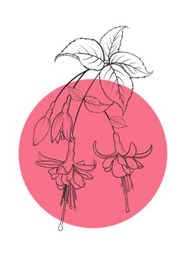 Fuchsia Line Art Flower