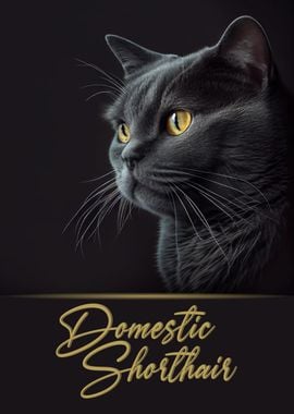 Domestic Shorthair