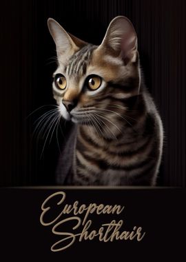 European Shorthair