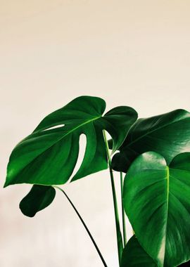 Monstera 