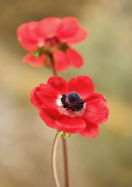 Red Anemone