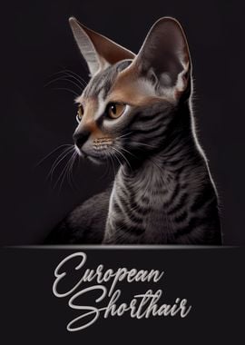 Elegant European Shorthair