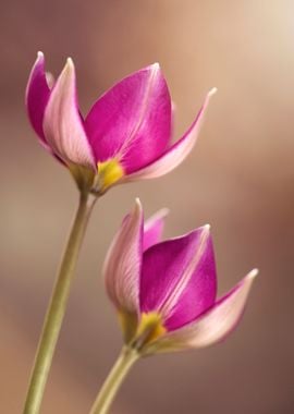 Botanical tulips