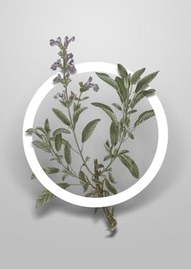 Vintage Garden Sage Flower