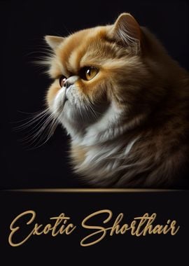 Elegant Exotic Shorthair