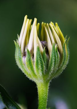 Macro of a dahlia flower