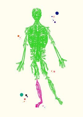 Human Circulatory System 