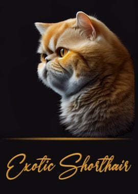 Adorable Exotic Shorthair