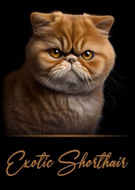 Exotic Shorthair Portrait