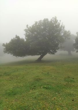 Madeira Fanal Forest 05