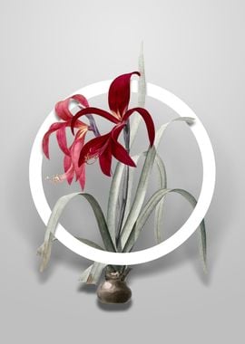 Vintage Sprekelia Flower