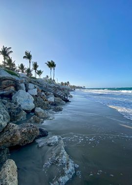 Sand Palm Tropical Beach