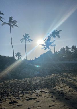 Sand Palm Tropical Beach