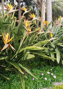 Strelitzia and Palms