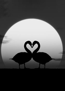 couple goose love black an