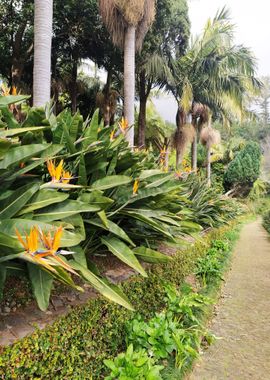 Strelitzia and Palms Garde