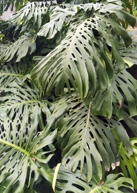 Monstera Leaves