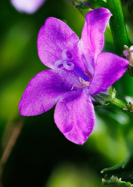 Ambella bellflower