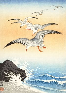 Five seagulls above Ohara