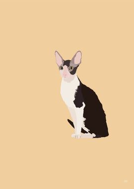 Cornish Rex Illustration