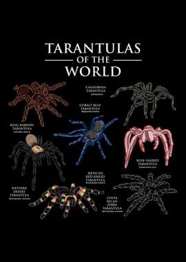 Tarantula Tarantulas Of T