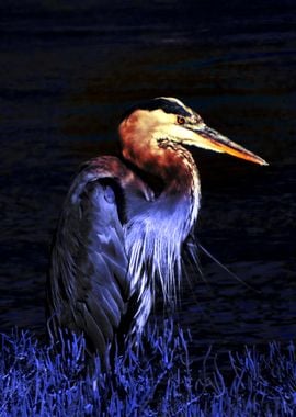 Portrait of a Heron