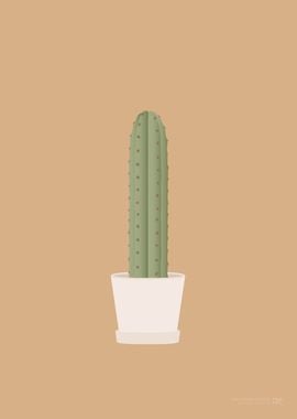 San Pedro Cactus