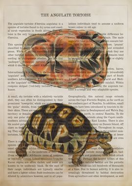 Angulate Tortoise