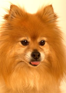 Cute Pomeranian Dog