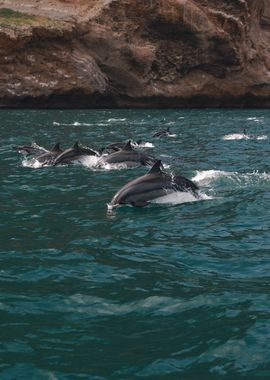 photo dolphins