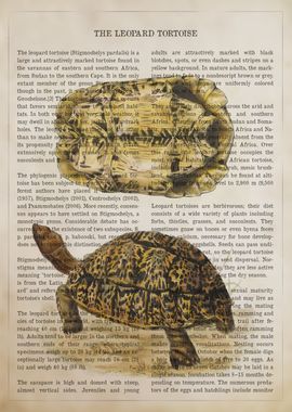 Leopard Tortoise