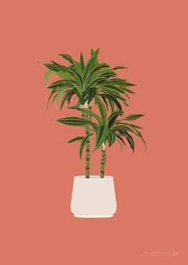 Dracaena Goldstar Plant