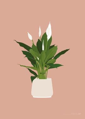 Peace Lily Illustration