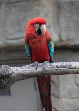 Parrot photograph