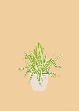 Spider Plant Illustration