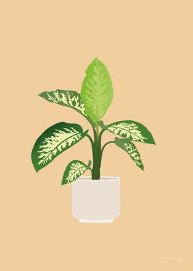 Dumb Cane Houseplant