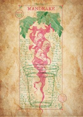 Mandrake Chart