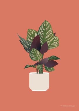 Pin Stripe Calathea Plant