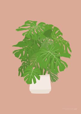 Swiss Cheese Houseplant